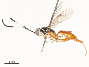  ( - CBG-A69583-G01)  @11 [ ] CreativeCommons - Attribution Share - Alike (2025) CBG Photography Group Centre for Biodiversity Genomics