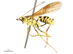  ( - CBG-A69584-B07)  @11 [ ] CreativeCommons - Attribution Share - Alike (2025) CBG Photography Group Centre for Biodiversity Genomics