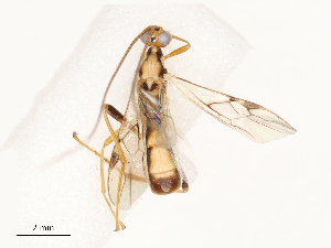  ( - CBG-A69585-B05)  @11 [ ] CreativeCommons - Attribution Share - Alike (2025) CBG Photography Group Centre for Biodiversity Genomics