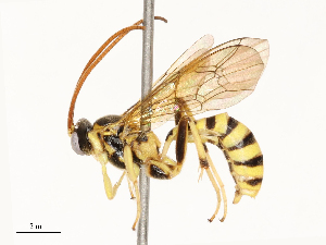  ( - CBG-A69585-F11)  @11 [ ] CreativeCommons - Attribution Share - Alike (2025) CBG Photography Group Centre for Biodiversity Genomics