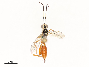  ( - CBG-A69585-G04)  @11 [ ] CreativeCommons - Attribution Share - Alike (2025) CBG Photography Group Centre for Biodiversity Genomics