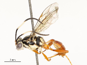  ( - CBG-A69590-G04)  @11 [ ] CreativeCommons - Attribution Share - Alike (2025) CBG Photography Group Centre for Biodiversity Genomics