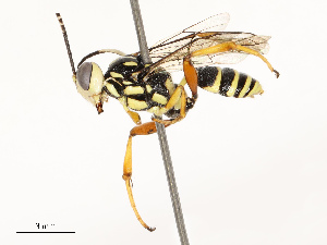  ( - CBG-A69590-G11)  @11 [ ] CreativeCommons - Attribution Share - Alike (2025) CBG Photography Group Centre for Biodiversity Genomics