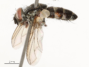  (Calolydella Janzen2403 - CBG-A69631-G03)  @11 [ ] CreativeCommons - Attribution Share - Alike (2025) CBG Photography Group Centre for Biodiversity Genomics