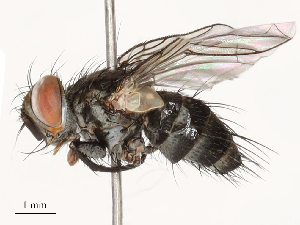  ( - CBG-A69632-A06)  @11 [ ] CreativeCommons - Attribution Share - Alike (2025) CBG Photography Group Centre for Biodiversity Genomics