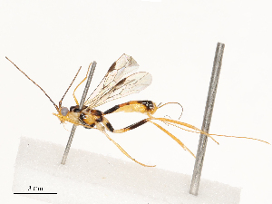  ( - CBG-A69632-E03)  @11 [ ] CreativeCommons - Attribution Share - Alike (2025) CBG Photography Group Centre for Biodiversity Genomics