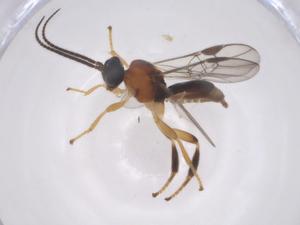  ( - CBG-A69695-C04)  @11 [ ] CreativeCommons - Attribution Share - Alike (2025) Centre for Biodiversity Genomics Centre for Biodiversity Genomics