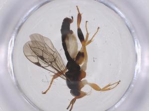  ( - CBG-A70037-D05)  @11 [ ] CreativeCommons - Attribution Share - Alike (2025) Centre for Biodiversity Genomics Centre for Biodiversity Genomics