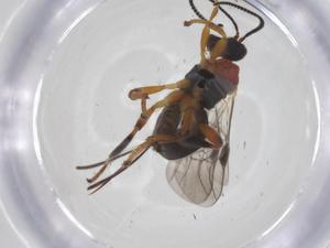  ( - CBG-A70039-F11)  @11 [ ] CreativeCommons - Attribution Share - Alike (2025) Centre for Biodiversity Genomics Centre for Biodiversity Genomics