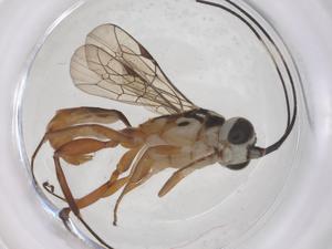  ( - CBG-A70163-A07)  @11 [ ] CreativeCommons - Attribution Share - Alike (2025) Centre for Biodiversity Genomics Centre for Biodiversity Genomics