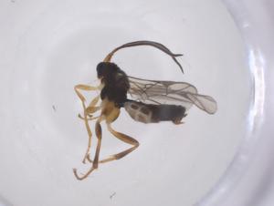  ( - CBG-A70165-C04)  @11 [ ] CreativeCommons - Attribution Share - Alike (2025) Centre for Biodiversity Genomics Centre for Biodiversity Genomics