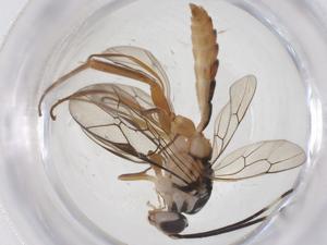  ( - CBG-A70424-F06)  @11 [ ] CreativeCommons - Attribution Share - Alike (2025) Centre for Biodiversity Genomics Centre for Biodiversity Genomics