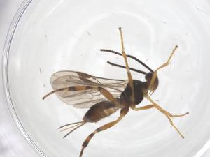  ( - CBG-A70433-H01)  @11 [ ] CreativeCommons - Attribution Share - Alike (2025) Centre for Biodiversity Genomics Centre for Biodiversity Genomics