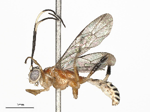  ( - CBG-A72921-D11)  @11 [ ] CreativeCommons - Attribution Share - Alike (2025) CBG Photography Group Centre for Biodiversity Genomics