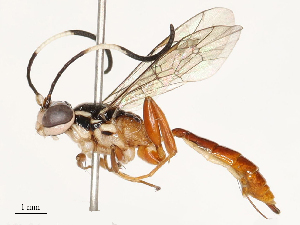  ( - CBG-A72922-A10)  @11 [ ] CreativeCommons - Attribution Share - Alike (2025) CBG Photography Group Centre for Biodiversity Genomics