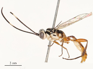  ( - CBG-A72922-B04)  @11 [ ] CreativeCommons - Attribution Share - Alike (2025) CBG Photography Group Centre for Biodiversity Genomics