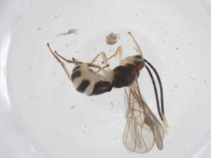  ( - CBG-B12355-B03)  @11 [ ] CreativeCommons - Attribution Share - Alike (2025) Centre for Biodiversity Genomics Centre for Biodiversity Genomics