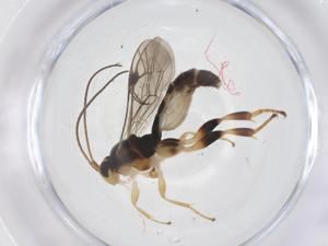  ( - CBG-B12377-E05)  @11 [ ] CreativeCommons - Attribution Share - Alike (2025) Centre for Biodiversity Genomics Centre for Biodiversity Genomics