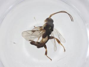  ( - CBG-B12388-B06)  @11 [ ] CreativeCommons - Attribution Share - Alike (2025) Centre for Biodiversity Genomics Centre for Biodiversity Genomics