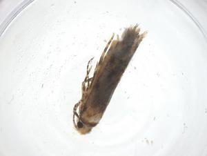  (gelMalaise01 Malaise4548 - CBG-B12401-F01)  @11 [ ] CreativeCommons - Attribution Share - Alike (2025) Centre for Biodiversity Genomics Centre for Biodiversity Genomics