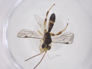  ( - CBG-B12421-A02)  @11 [ ] CreativeCommons - Attribution Share - Alike (2025) Centre for Biodiversity Genomics Centre for Biodiversity Genomics