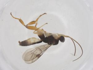  ( - CBG-B12427-B08)  @11 [ ] CreativeCommons - Attribution Share - Alike (2025) Centre for Biodiversity Genomics Centre for Biodiversity Genomics