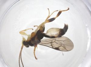  ( - CBG-B12427-F01)  @11 [ ] CreativeCommons - Attribution Share - Alike (2025) Centre for Biodiversity Genomics Centre for Biodiversity Genomics