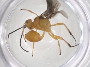  (Aridelus Malaise9545 - CBG-B12427-H02)  @11 [ ] CreativeCommons - Attribution Share - Alike (2025) Centre for Biodiversity Genomics Centre for Biodiversity Genomics