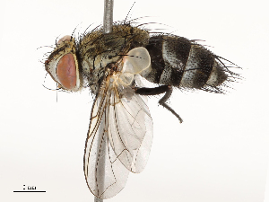  ( - CBG-B12442-B09)  @11 [ ] CreativeCommons - Attribution Share - Alike (2025) CBG Photography Group Centre for Biodiversity Genomics
