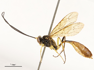  ( - CBG-B12444-D11)  @11 [ ] CreativeCommons - Attribution Share - Alike (2025) CBG Photography Group Centre for Biodiversity Genomics