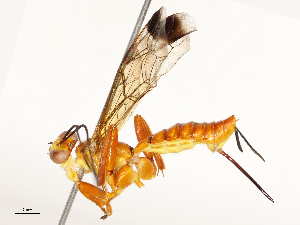 ( - CBG-B12444-F04)  @11 [ ] CreativeCommons - Attribution Share - Alike (2025) CBG Photography Group Centre for Biodiversity Genomics