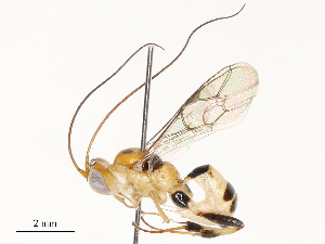  ( - CBG-B12447-D04)  @11 [ ] CreativeCommons - Attribution Share - Alike (2025) CBG Photography Group Centre for Biodiversity Genomics