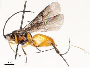  ( - CBG-B12447-D05)  @11 [ ] CreativeCommons - Attribution Share - Alike (2025) CBG Photography Group Centre for Biodiversity Genomics