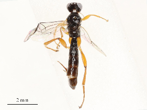  ( - CBG-B12447-D09)  @11 [ ] CreativeCommons - Attribution Share - Alike (2025) CBG Photography Group Centre for Biodiversity Genomics