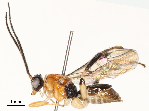  ( - CBG-B12447-D10)  @11 [ ] CreativeCommons - Attribution Share - Alike (2025) CBG Photography Group Centre for Biodiversity Genomics