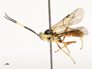  ( - CBG-B12449-B02)  @11 [ ] CreativeCommons - Attribution Share - Alike (2025) CBG Photography Group Centre for Biodiversity Genomics