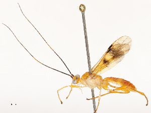  ( - CBG-B12449-B09)  @11 [ ] CreativeCommons - Attribution Share - Alike (2025) CBG Photography Group Centre for Biodiversity Genomics