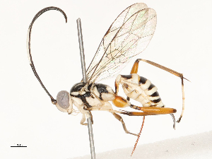  ( - CBG-B12449-D06)  @11 [ ] CreativeCommons - Attribution Share - Alike (2025) CBG Photography Group Centre for Biodiversity Genomics