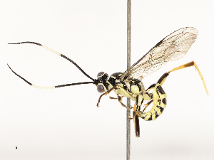  ( - CBG-B12449-E02)  @11 [ ] CreativeCommons - Attribution Share - Alike (2025) CBG Photography Group Centre for Biodiversity Genomics