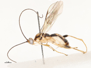  (Aleiodes Malaise8818 - CBG-B12449-E05)  @11 [ ] CreativeCommons - Attribution Share - Alike (2025) CBG Photography Group Centre for Biodiversity Genomics