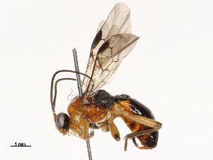  (Centistes Malaise2449 - CBG-B12449-F03)  @11 [ ] CreativeCommons - Attribution Share - Alike (2025) CBG Photography Group Centre for Biodiversity Genomics