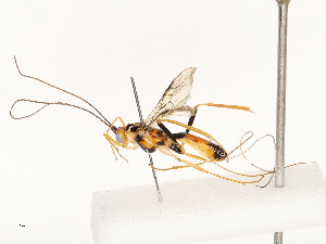  ( - CBG-B12449-F06)  @11 [ ] CreativeCommons - Attribution Share - Alike (2025) CBG Photography Group Centre for Biodiversity Genomics