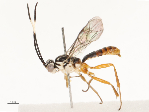  ( - CBG-B12449-G01)  @11 [ ] CreativeCommons - Attribution Share - Alike (2025) CBG Photography Group Centre for Biodiversity Genomics
