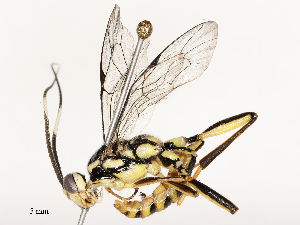  ( - CBG-B12452-A01)  @11 [ ] CreativeCommons - Attribution Share - Alike (2025) CBG Photography Group Centre for Biodiversity Genomics