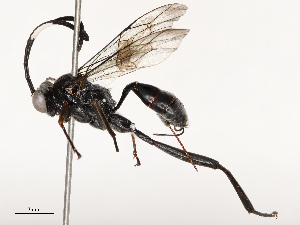  ( - CBG-B12452-A03)  @11 [ ] CreativeCommons - Attribution Share - Alike (2025) CBG Photography Group Centre for Biodiversity Genomics