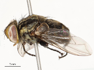  ( - CBG-B12453-B03)  @11 [ ] CreativeCommons - Attribution Share - Alike (2025) CBG Photography Group Centre for Biodiversity Genomics