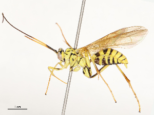  ( - CBG-B12453-B11)  @11 [ ] CreativeCommons - Attribution Share - Alike (2025) CBG Photography Group Centre for Biodiversity Genomics