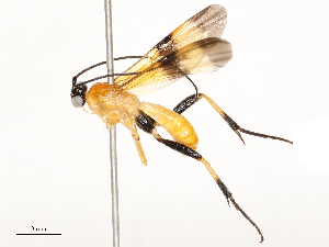  ( - CBG-B12453-D01)  @11 [ ] CreativeCommons - Attribution Share - Alike (2025) CBG Photography Group Centre for Biodiversity Genomics