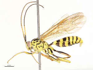  ( - CBG-B12453-D06)  @11 [ ] CreativeCommons - Attribution Share - Alike (2025) CBG Photography Group Centre for Biodiversity Genomics