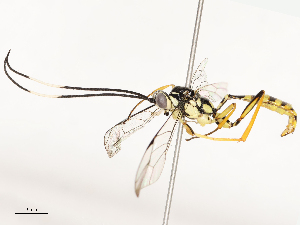  ( - CBG-B12453-E01)  @11 [ ] CreativeCommons - Attribution Share - Alike (2025) CBG Photography Group Centre for Biodiversity Genomics